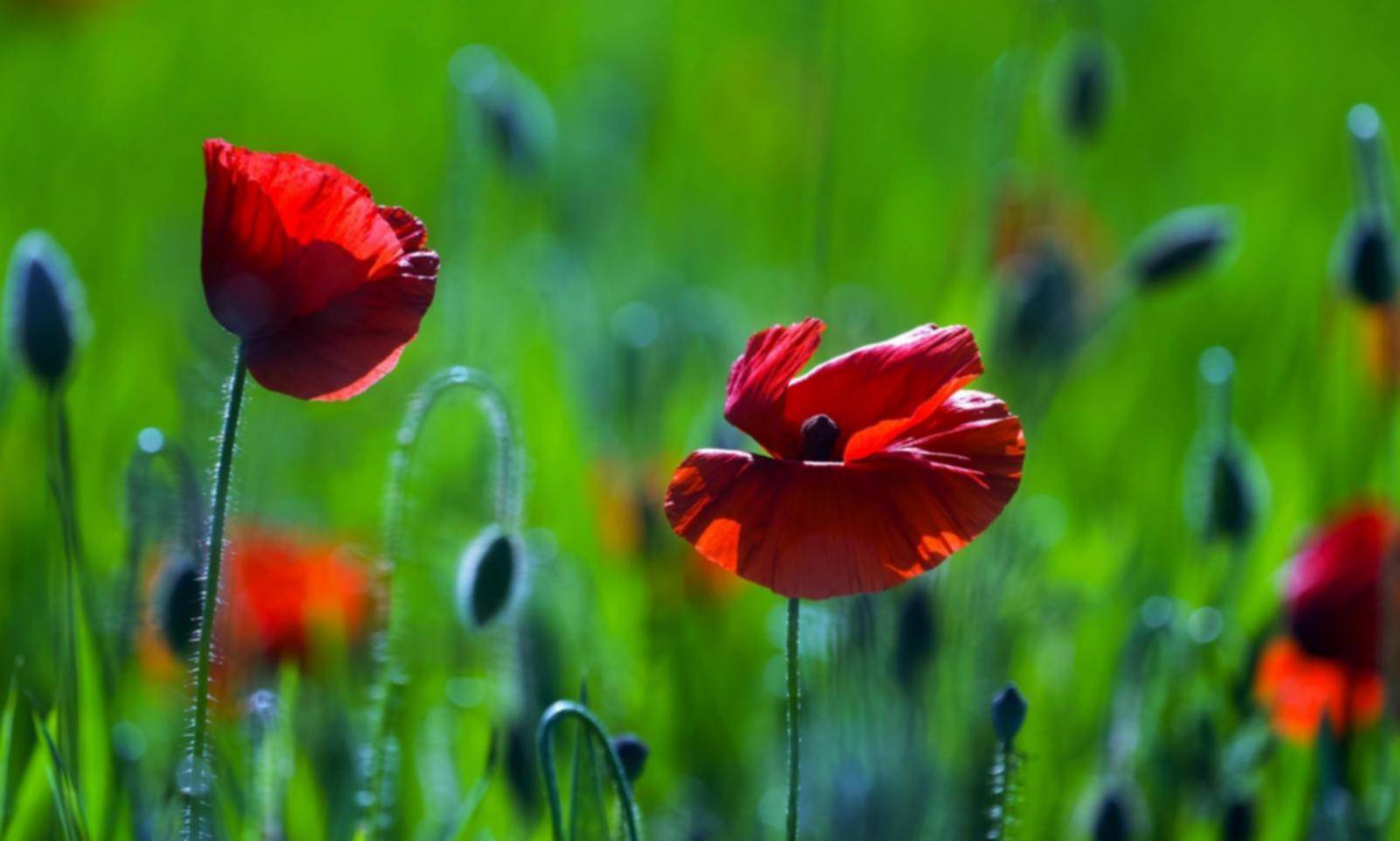 Student working on innovative floral arrangement technique